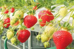 کاشت توت فرنگی در گلدان و باغچه 