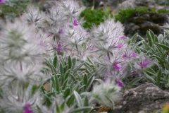 خواص چای کوهی(توکلوجه)/ روستای سنگک ساوه