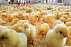 معاون دادستان: تولید کنندگان مرغ و تخم مرغ نگران نباشند/ دولت حامی تولیدکنندگان است