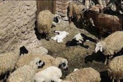 شناسایی ۳ کانون بیماری تب برفکی در استان مرکزی/ ۸ رأس دام تلف شد