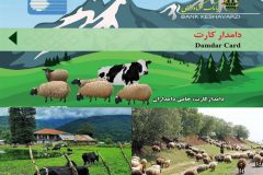 ناهماهنگی جهاد کشاورزی استان و بانک کشاورزی در صدور «دامدار کارت»/ تسهیلاتی که به دست دامداران نمی رسد