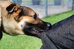 ۱۳۰۰ مورد حیوان گزیدگی در شمیرانات طی چهار ماه