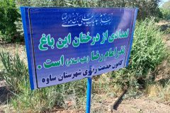 پویش نذر ۸ درخت در ساوه شتاب گرفت