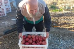 اهدای ۲۰۰ کیلوگرم انار ساوه به چایخانه امام رضا(ع)