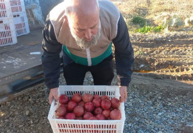 اهدای ۲۰۰ کیلوگرم انار ساوه به چایخانه امام رضا(ع)